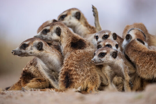 Meerkat group huddling in Kalahari Desert South Africa