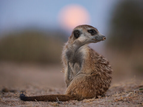Meerkat sitting at moonrise in Kalahari Desert