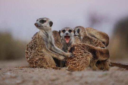 Meerkat huddle on sandy ground in South Africa's Kalahari Desert