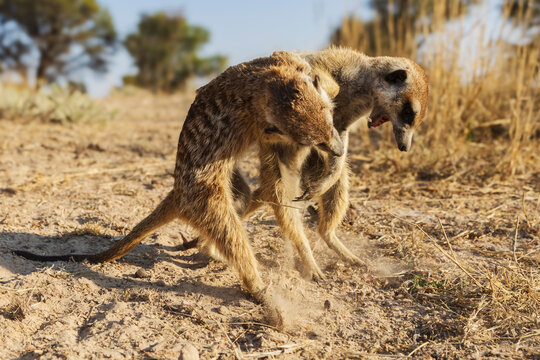 Meerkats play-fighting in South Africa's Kalahari Desert