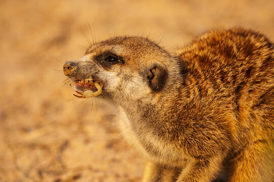 Meerkat eating Scorpion in Kalahari Desert South Africa