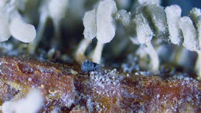 Unknown Acarina species of soil mite and slime mold sporangia under microscope