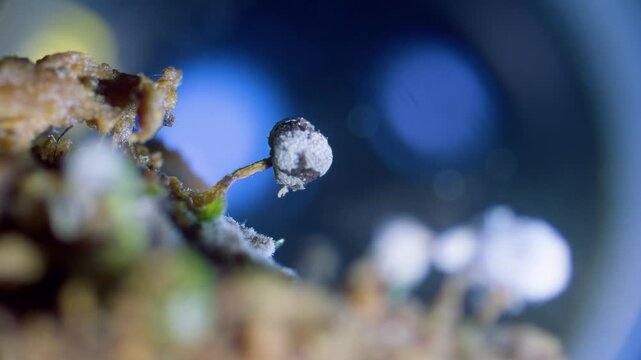 Slime mold sporangia under microscope with visible capillitium fibers and spores