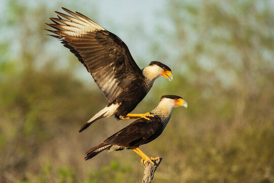 Crested caracaras mating on tree branch