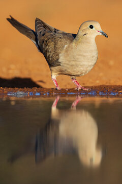 Mourning dove by waterhole