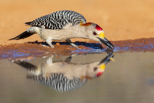 Woodpecker drinking water at santa clara ranch