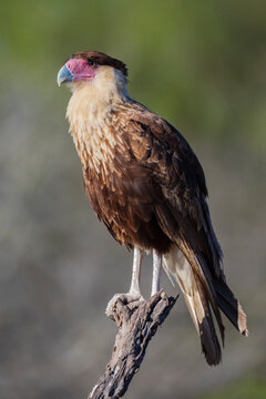 Juvenile Crested Caracara perched on branch in texas wildlife