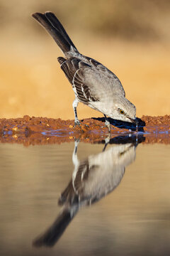 Northern mockingbird drinking at a waterhole in texas