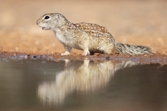 Mexican ground squirrel drinking at waterhole in South Texas desert
