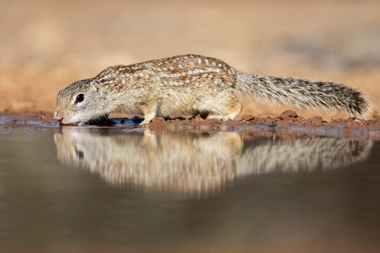 Mexican ground squirrel drinking