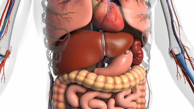 Detailed 3D rendering of human internal organs, showcasing anatomy for education.