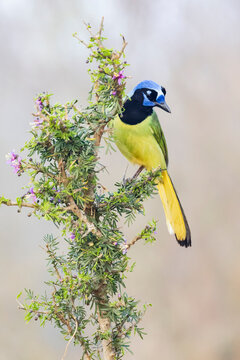 Gren jay perched on a Guayac&aacute;n Bush