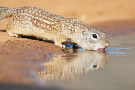 Mexican ground squirrel drinking at a waterhole in texas