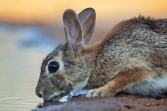 Eastern cottontail rabbit drinking water in santa clara ranch texas