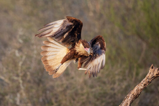 Juvenile crested caracara landing on dead tree in texas ranch