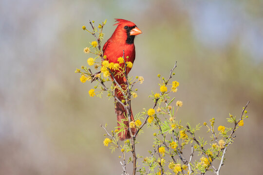 Northern Cardinal perched on flowering Huisache bush in texas ranch