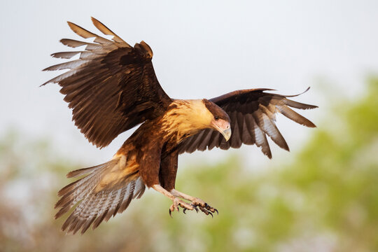 Juvenile crested caracara landing with wings spread in texas nature