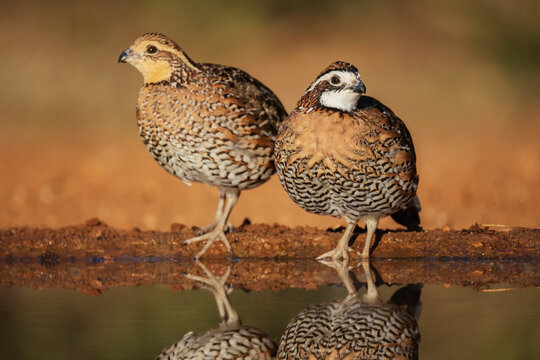 Bobwhite Quail standing by water at santa clara Ranch