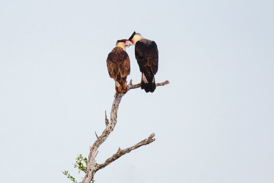 Caracara pair perched on dry branch in Texas Ranch