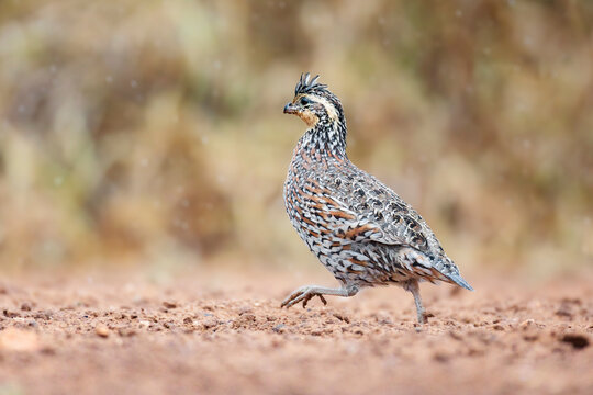 Bobwhite quail running on soil at santa clara ranch, Texas