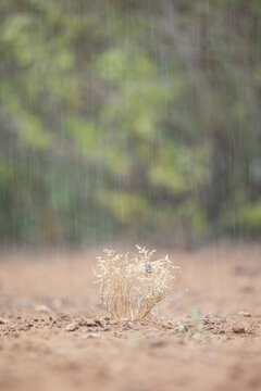 Rain falls on dry plants at santa clara ranch