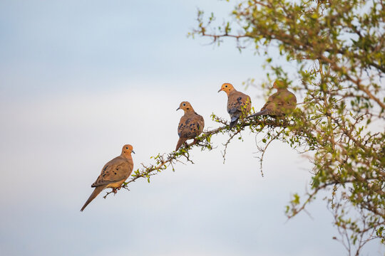 Doves perched on a branch at Sunset in Texas wildlife