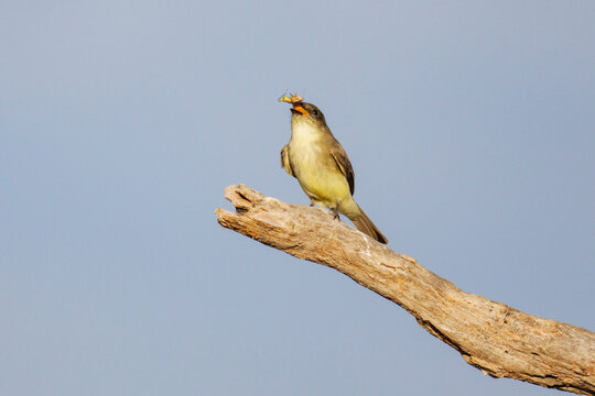 Eastern phoebe perched on branch with Grasshopper