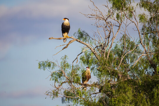 Crested caracaras perched in a Mesquite Tree in rio grande valley
