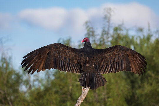 Turkey vulture sunning itself on a dead tree branch