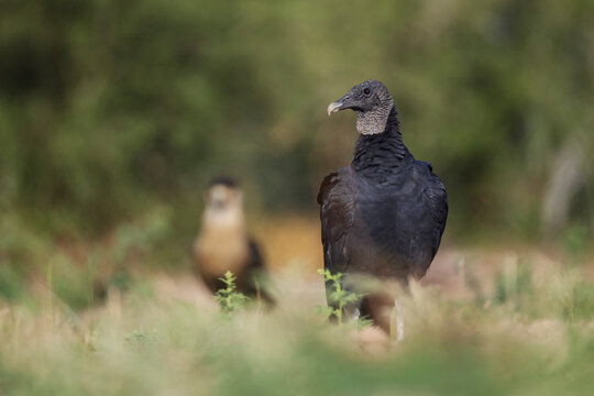 Black Vulture in grass at santa clara ranch Texas wildlife scene