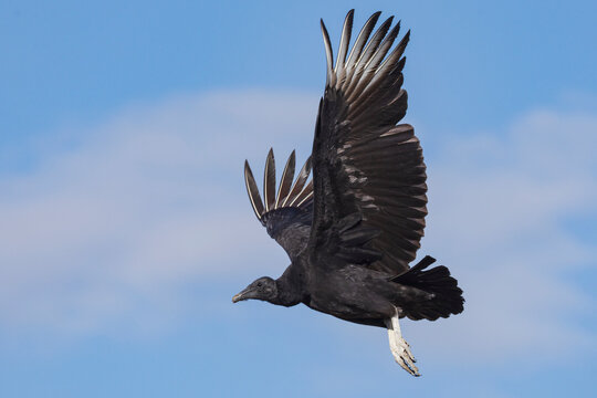 Black Vulture soaring in Flight over santa clara ranch, Texas