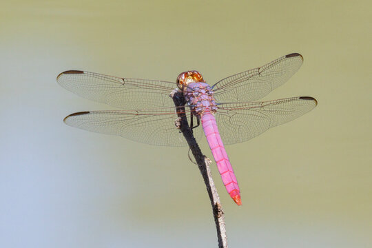 Roseate skimmer Dragonfly perched on stick in rio grande valley Texas