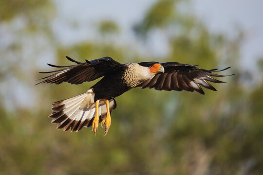Crested caracara flying at santa clara ranch in rio grande valley