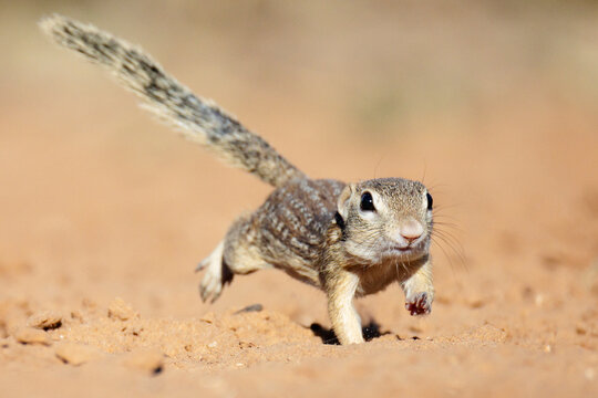 Mexican Ground Squirrel running in desert terrain in Texas