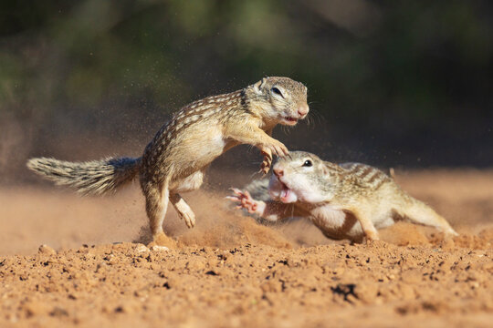 Ground squirrels squabbling on dirt at santa clara ranch