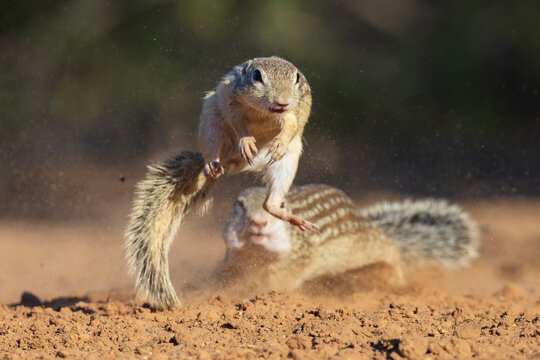 Ground Squirrels interacting on dry soil at santa clara ranch, Texas