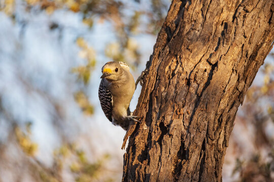 Yellow-fronted woodpecker perching on tree in Texas nature