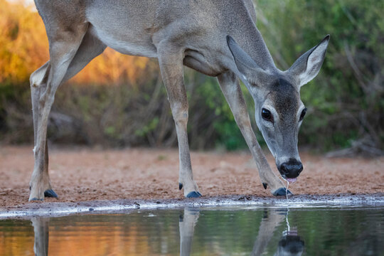 White-tailed deer doe drinking at waterhole in rio grande valley Texas