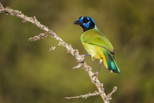 Green jay perched on lichen-covered branch