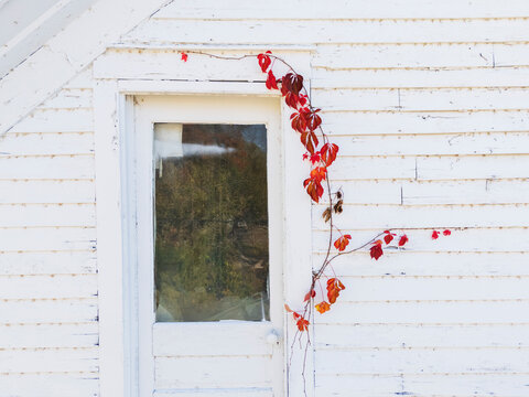 White Door with virginia creeper on weathered wall in newburg missouri