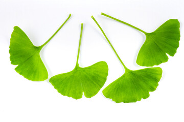 Four fresh, vibrant green ginkgo biloba leaves are displayed on a plain white background, showcasing their distinct fan shape. © tai
