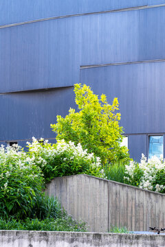 Urban garden with trees and greenery beside a contemporary building, combining landscaped planting with modern architecture and concrete.