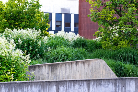 Urban garden with shrubs and planting beside contemporary architecture, combining greenery and concrete in modern landscape design.