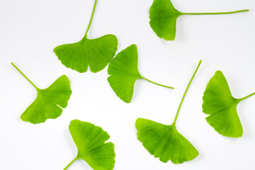 Several fresh fan-shaped green ginkgo leaves arranged on a plain white background, showcasing natural plant details. © tai