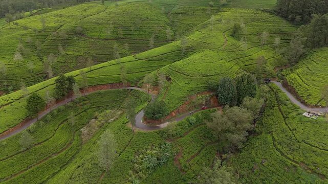 Cinematic aerial drone shot pulling backward over a lush green tea plantation revealing a red tuk tuk driving on a steep winding curve in Nuwara Eliya Sri Lanka