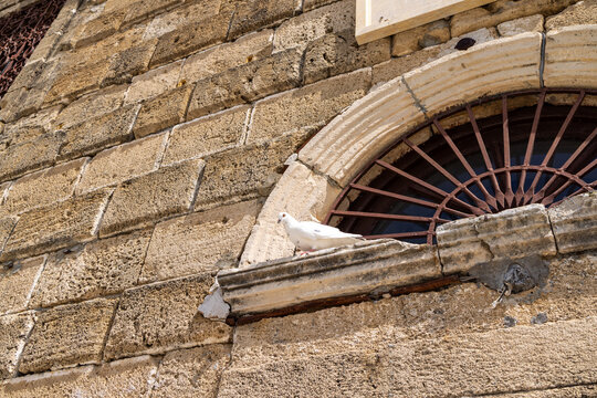 White pigeon resting on the stone ledge of an old arched window with decorative iron bars and weathered masonry on a traditional building in Zante Greece