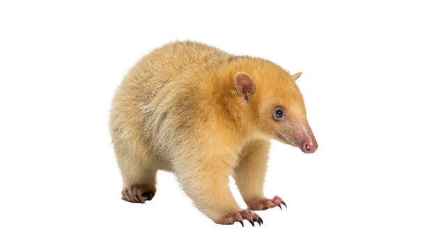 Single wild brown coati coatimundi animal standing on transparent background
