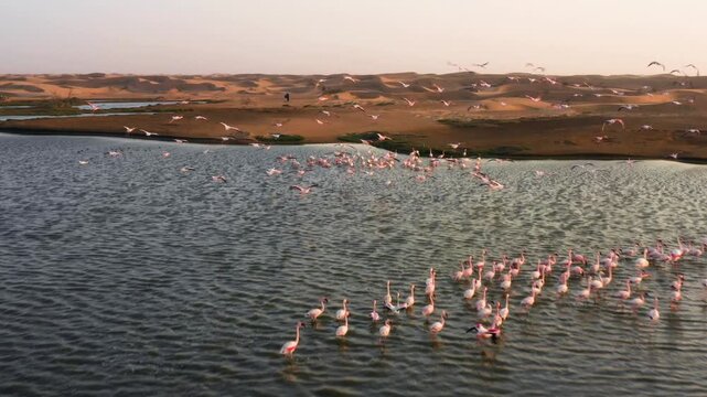 Large colony of pink flamingos wading in Walvis Bay lagoon, sunset drone shot