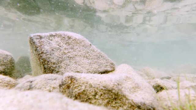 Clear underwater footage of algae growing on a submerged rock in a freshwater habitat, with a juvenile crayfish emerging into view near the end of the clip. Natural aquatic ecosystem footage highlight