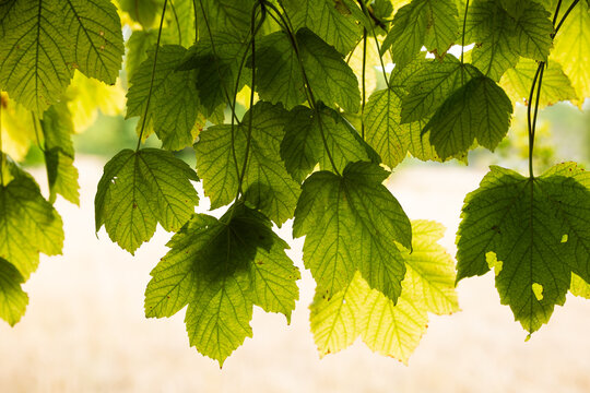 Backlit sycamore maple leaves hanging down against bright glowing outdoor backdrop in close up nature view